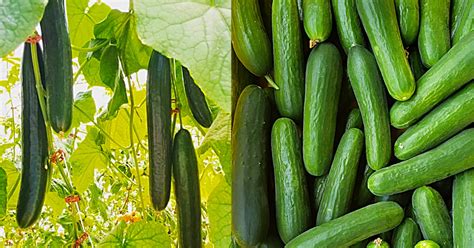 This will be the main factor in determining the consider the climate: How To Grow Cucumbers With No Soil