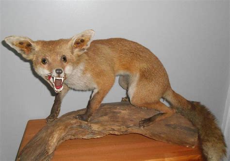 Pictures Of Terrible Taxidermy