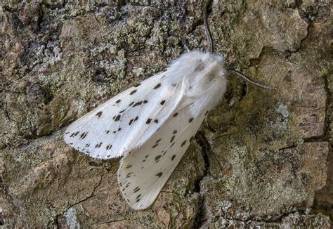 White Ermine Moth Wings Pattern Insect Nature Summer Antennae