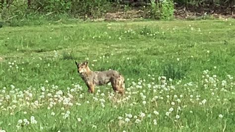 Coyote Out And About In Mississauga Youtube