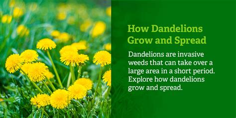 How To Prevent And Control Dandelions In Maryland Organic Lawns