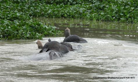 India Floods Kill More Than 200 Animals Including Rare Rhinos
