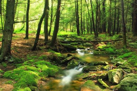 Free Images Tree Creek Swamp Wilderness Hiking Trail Summer