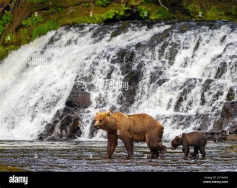 Brown Bear Chichagof Island Tongass National Forest Alaska Stock