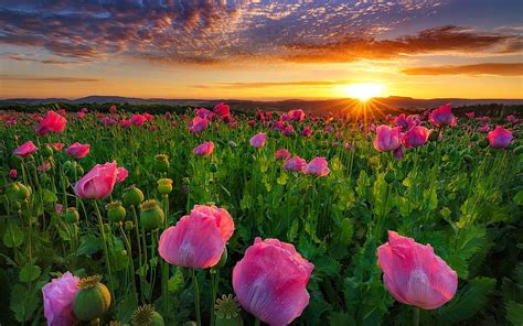 Sunrise Over Field With Pink Poppies Summer Poppies Field Beautiful