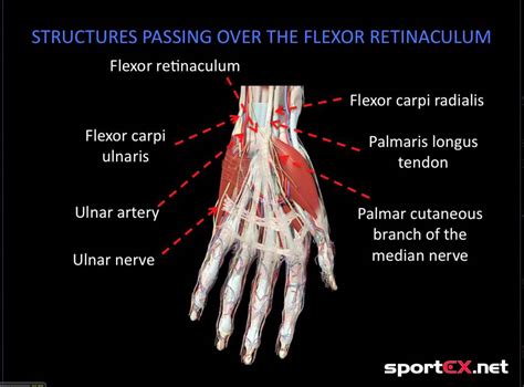 Structures around the flexor retinaculum of the wrist - YouTube