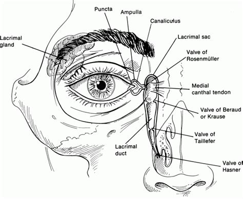 Surgical Anatomy Of The Eyelids And Orbit Ento Key