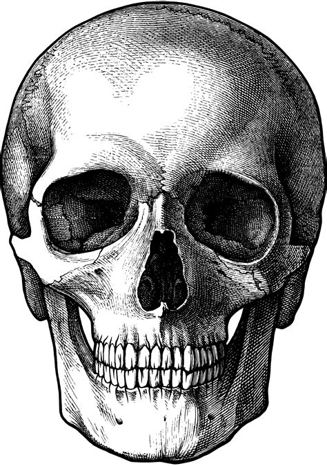 700 x 393 jpeg 14 кб. Skull PNG