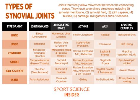 Types Of Joints In The Human Body Named And Explained Sport Science