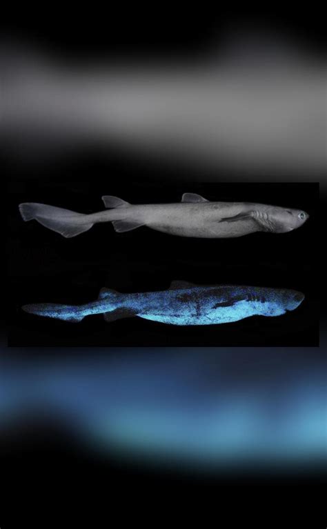 3 Shark Species Found To Glow In The Dark Off New Zealand Pic Shared