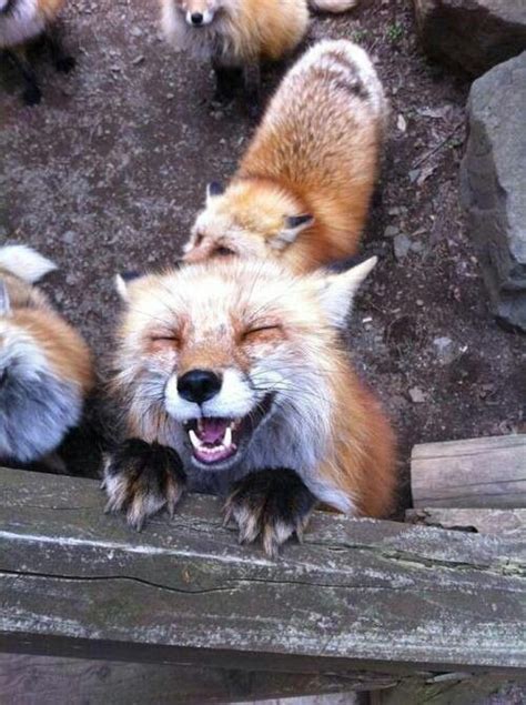 Fox Smile Cute Animals Animals Animals Beautiful