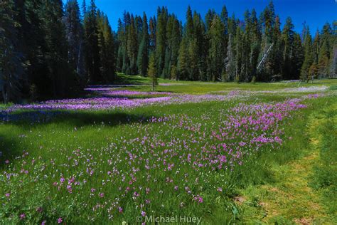 Wildflowers At Summit Meadow Yosemite National Park Flickr