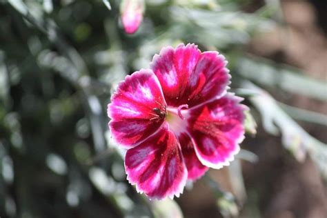 Alpine Pink Dianthus Flutterby In The Dianthus Database