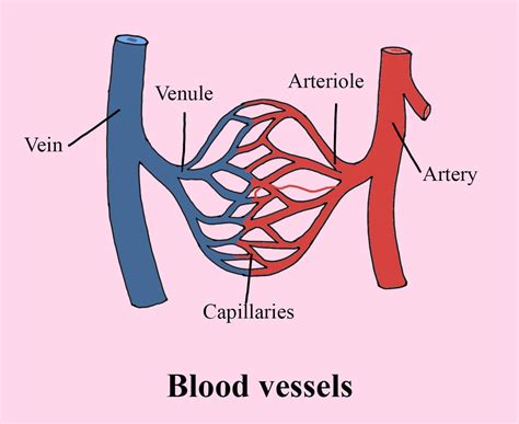 What Is The Function Of Blood Vessels And Capillaries Class 11 Biology