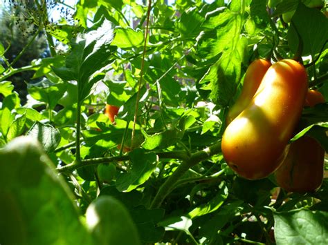 How To Grow And Care For San Marzano Tomato Plants Dengarden