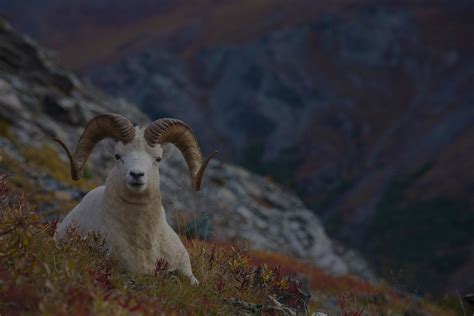 About Dall Sheep And Alaska Sheep Hunt Info