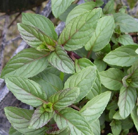 Chocolate Peppermint Back In Stock The Herb Patch