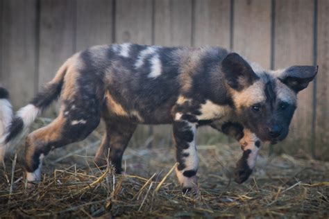 Endangered Painted Dog Pups Explore Their Exhibit Zooborns