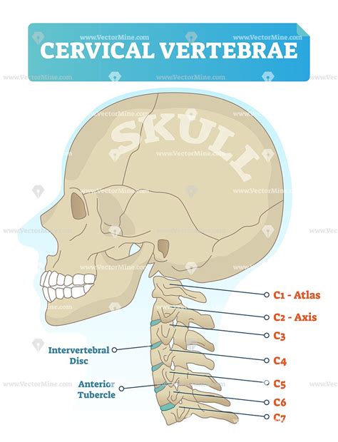 Cervical Vertebrae Labeled Vector Illustration Medical Diagram