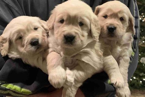Ready for new home june 16th. Austin Wanner - Golden Retriever Puppies For Sale - Born ...