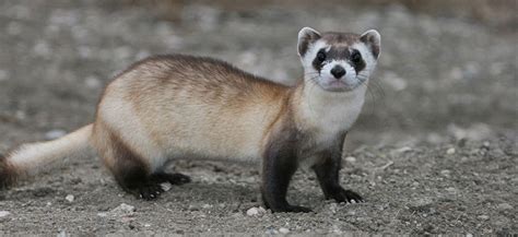 Black Footed Ferret Recovery Louisville Zoos Latest Contribution
