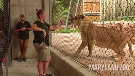Lion Training Demo At The Maryland Zoo Youtube