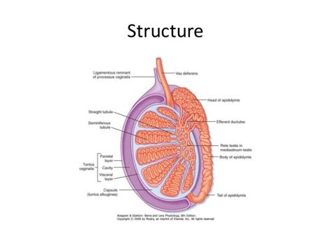 Testis And Spermatic Cord
