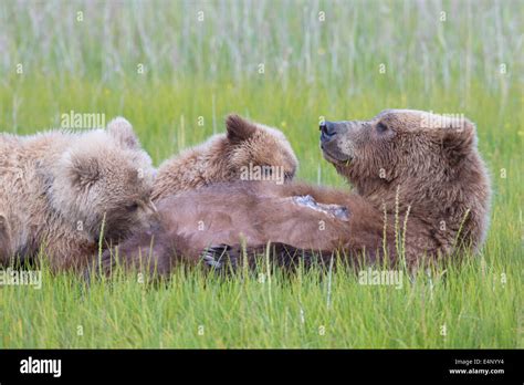 Grizzly Bear Cubs Suckling In Grassy Meadow Stock Photo Alamy