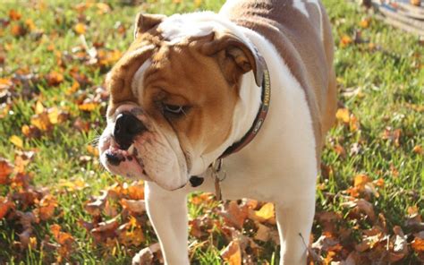 How to care for this breed? how long do bulldogs live Archives - Canna-Pet®