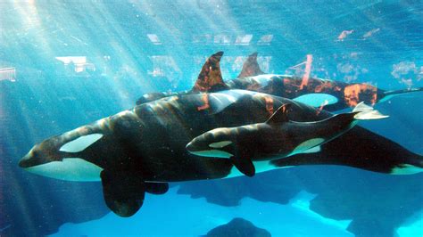 Killer Whales Message To Seaworld Captured On Video 137 Cosmos And