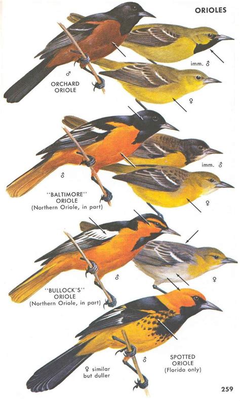 Oriole Classification Wild Birds Unlimited Oriole Bird Bird