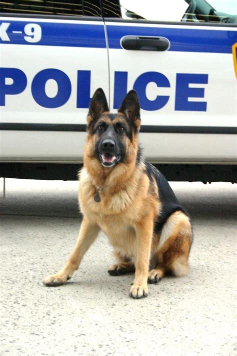 80 Best Police Dogs Images On Pinterest German Shepherd