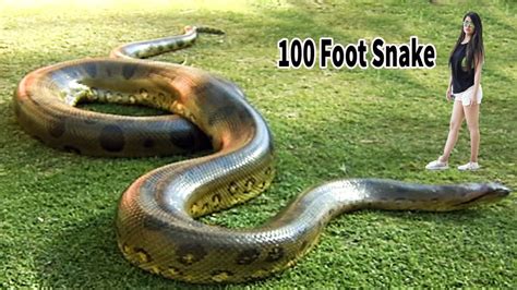 100 Foot Snake Big Anaconda Snake On Earth Youtube