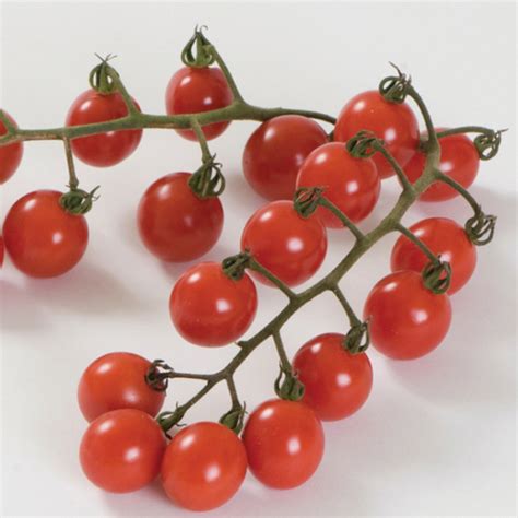 Jasper Hybrid Tomato Cherrygrape Tomato Seeds Totally Tomatoes