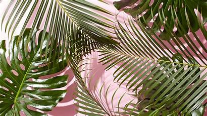 Desktop Palm Tropical Leaves Wallpapers Mobile Backgrounds