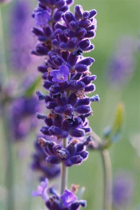 Der Duft Des Sommers Und Der Provence Der Lavendel Energieleben