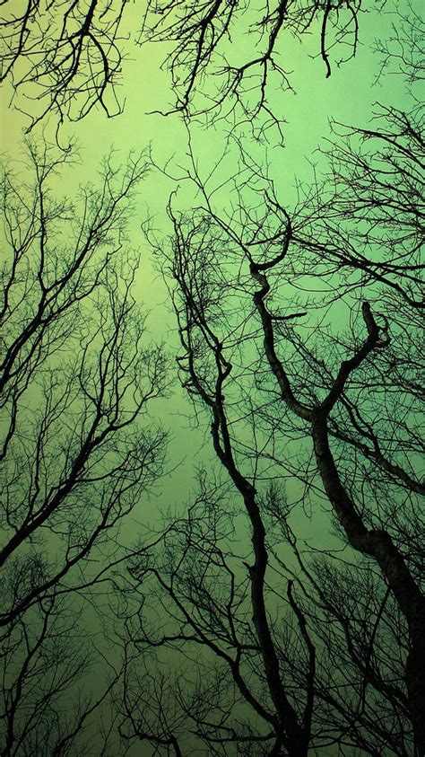 Green Sky Forest Tree Branches Iphone 6 Wallpaper Ipod Wallpaper Hd Free Download
