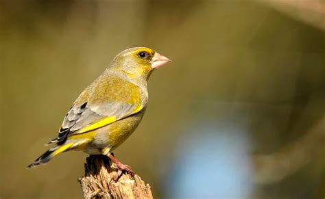 Top 10 Des Oiseaux Des Jardins Que Lon Peut Observer