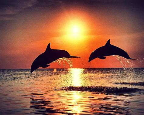 Beautiful Dolphins Animals Beautiful Sea Creatures