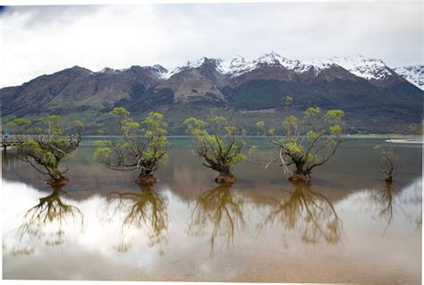 The Willow Trees Of Glenorchy Stefan Tiesing Photography