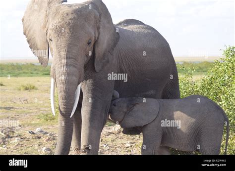 African Elephants In Their Natural Habitat Stock Photo Alamy