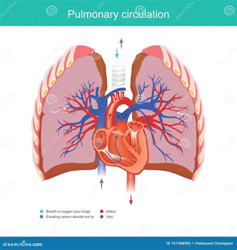 Pulmonary Circulation Stock Vector Illustration Of Breath 151388905