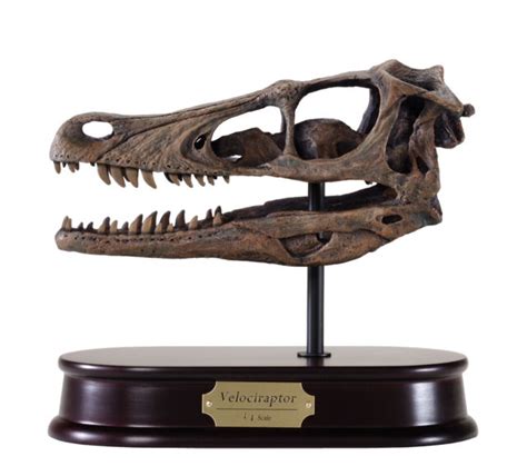 Velociraptor Dinosaur Skull Model Replica 11 Scale Life Size Ebay