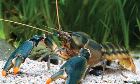 New Species Of Crayfish Discovered In Indonesia Named After Nsa