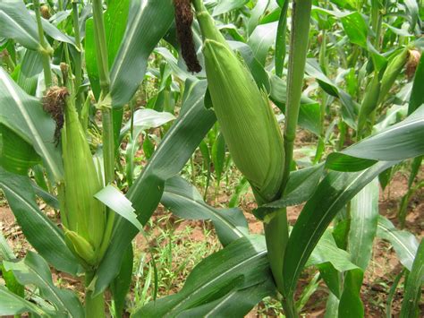 Hopeblog Maize Farm Project Update