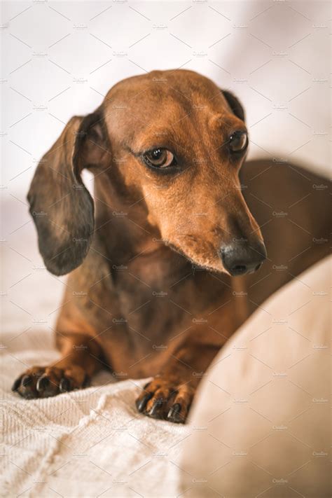 Red mini dachshund dog | High-Quality Animal Stock Photos ~ Creative Market