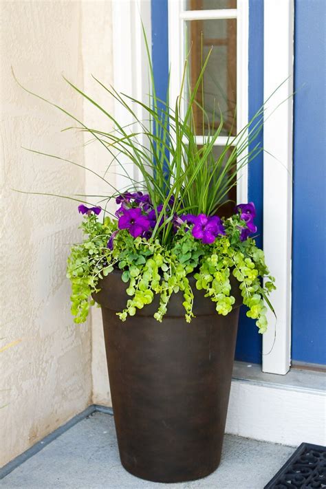 10 Best Plants For Pots Outside Front Door