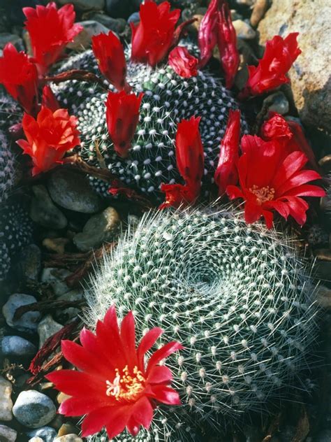 Architectural And Virtually Indestructible Cacti Add Style To Your