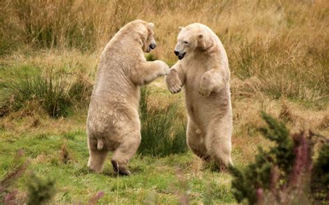 Imagini De Fundal 1920x1200 Px Alaska Animale Ursi Câmpuri Luptă