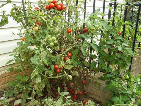 Super sweet 100 lives up to its name, especially when harvested in peak of ripeness, and plants bear until frost. The Rusted Vegetable Garden